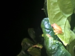 Dendropsophus