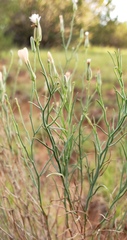 Lygodesmia juncea