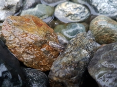Armadillidium versicolor