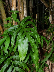 Phlebodium decumanum