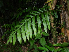 Phlebodium decumanum