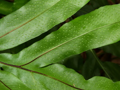 Phlebodium decumanum