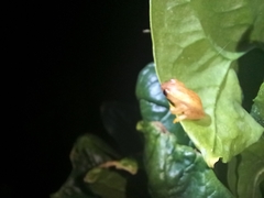 Dendropsophus