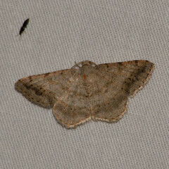 Digrammia ocellinata