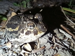 Odontophrynus