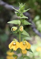 Rhynchocorys orientalis