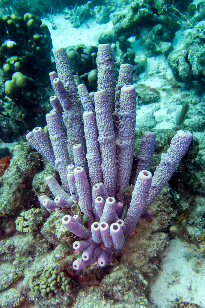 Purple Stovepipe Sponge