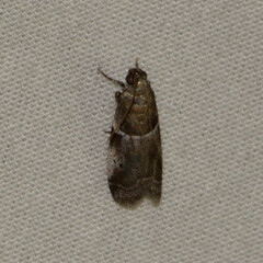 Quasisalebria atratella