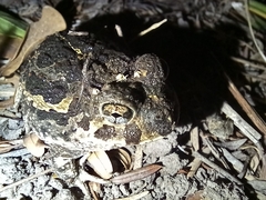 Odontophrynus