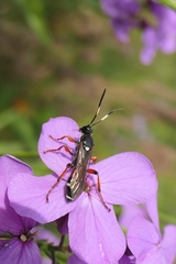 Ichneumon promissorius