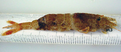 Sabinea sarsii