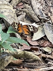 Heliconius hecale