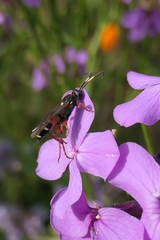 Ichneumon promissorius