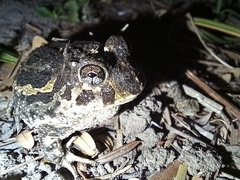 Odontophrynus