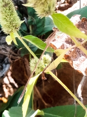 Lestes pallidus