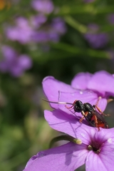 Ichneumon promissorius