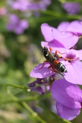 Ichneumon promissorius
