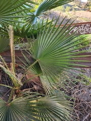 Washingtonia