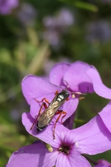 Ichneumon promissorius