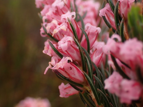 Image of Erica georgica by (c) Ren Hoekstra, some rights reserved (CC BY)