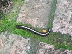 Diplopoda