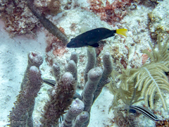 Hypoplectrus chlorurus