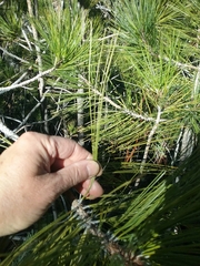 Pinus arizonica