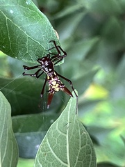 Micrathena sexspinosa