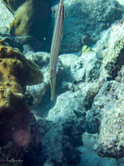 Aulostomus maculatus