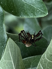 Micrathena sexspinosa
