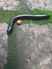 Diplopoda