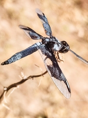 Palpopleura portia
