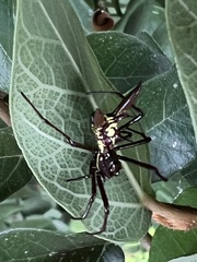 Micrathena sexspinosa