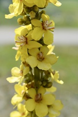Verbascum speciosum