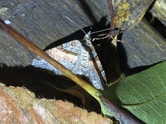 Xanthorhoe labradorensis