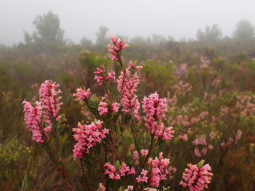 Image of Erica georgica by (c) Ren Hoekstra, some rights reserved (CC BY)
