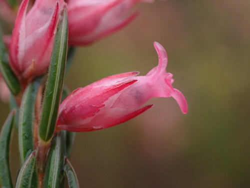 Image of Erica georgica by (c) Ren Hoekstra, some rights reserved (CC BY)