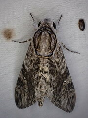 Agrius godarti