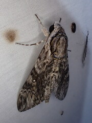 Agrius godarti