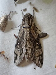 Agrius godarti