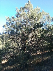 Pinus cembroides