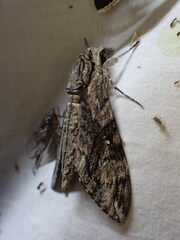 Agrius godarti