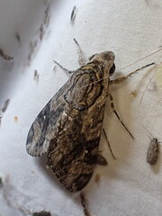 Agrius godarti
