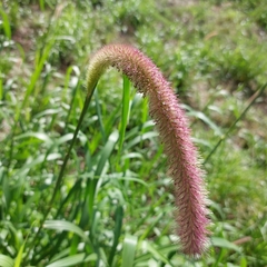 Setaria parviflora