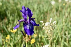 Iris sibirica