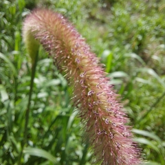Setaria parviflora