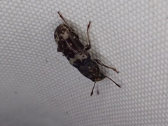 Anthribidae