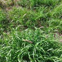 Setaria parviflora
