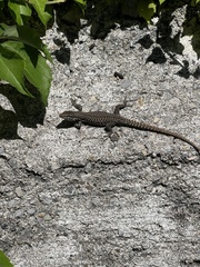 Podarcis muralis maculiventris
