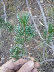 Pinus cembroides